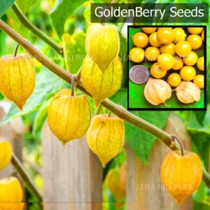 Golden Berry / Cape Gooseberry Fruit Seeds