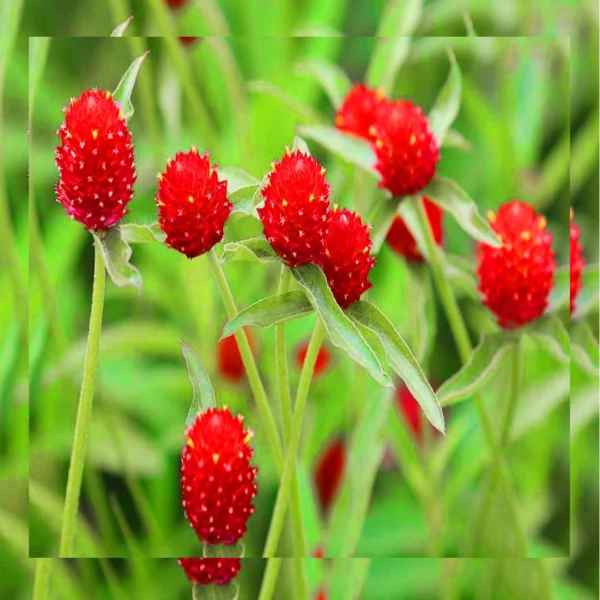 Gomphrena Red Seeds