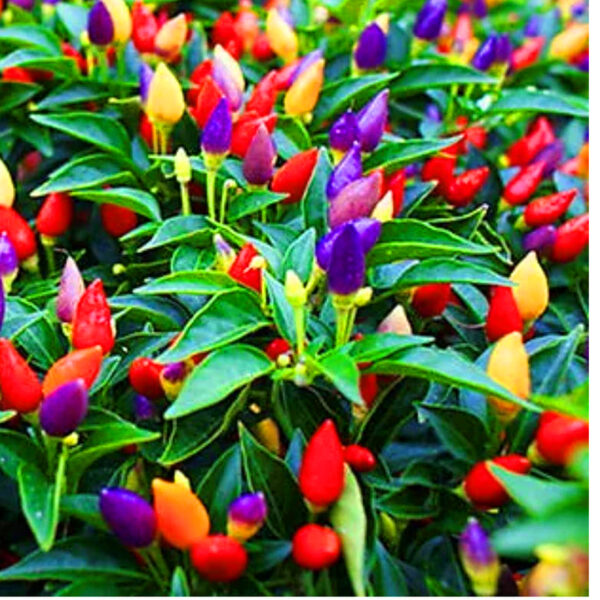 Ornamental Chilli Seeds - Pointed Rainbow-Coloured Chilli Mirch seeds SALE