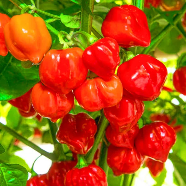 Red Habanero Chili Seeds