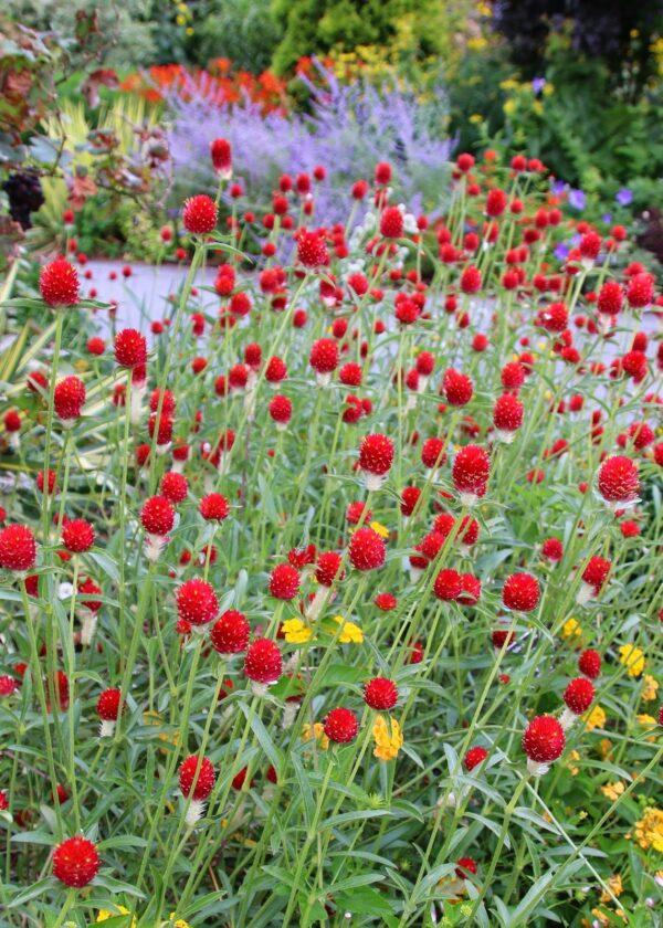 Gomphrena Red Seeds