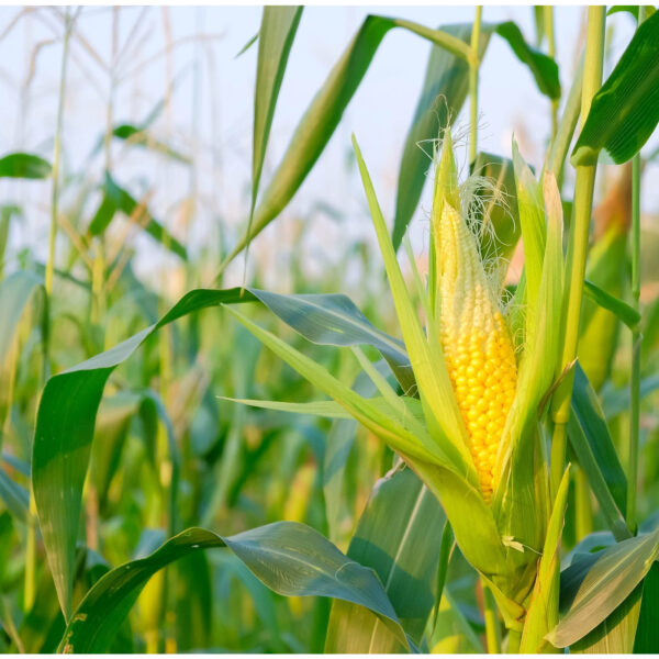 Grow Sweet Corn Hybrid Seeds for high-yield, juicy, and tender cobs. Perfect for home gardens or farms. Easy to grow with exceptional s