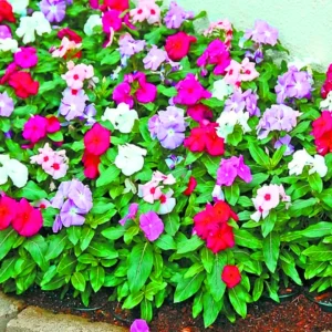 Vinca Mixed Colors Hybrid Seeds