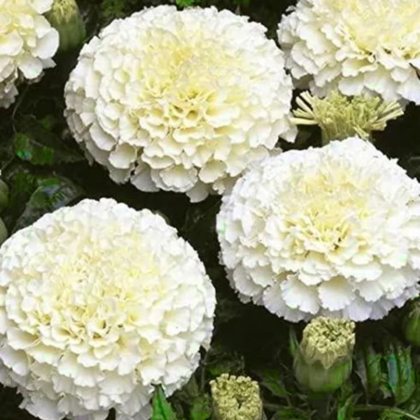 Marigold White Hybrid Seeds