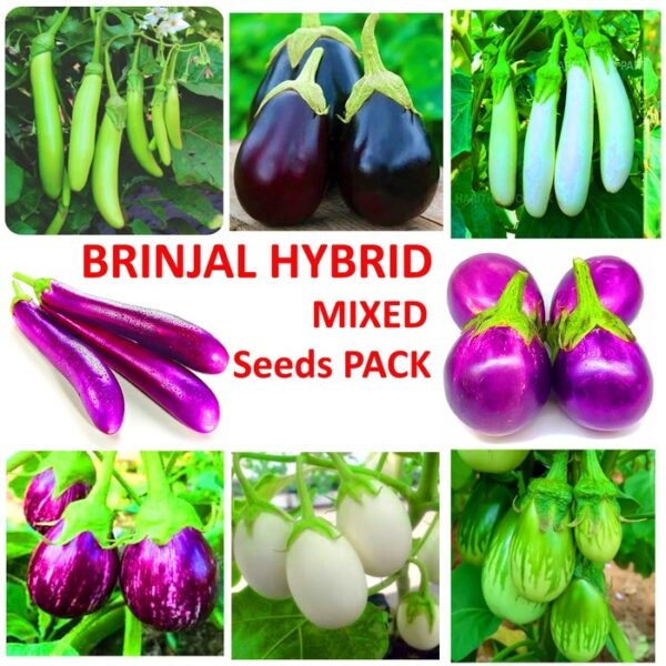 Brinjal Hybrid Seeds