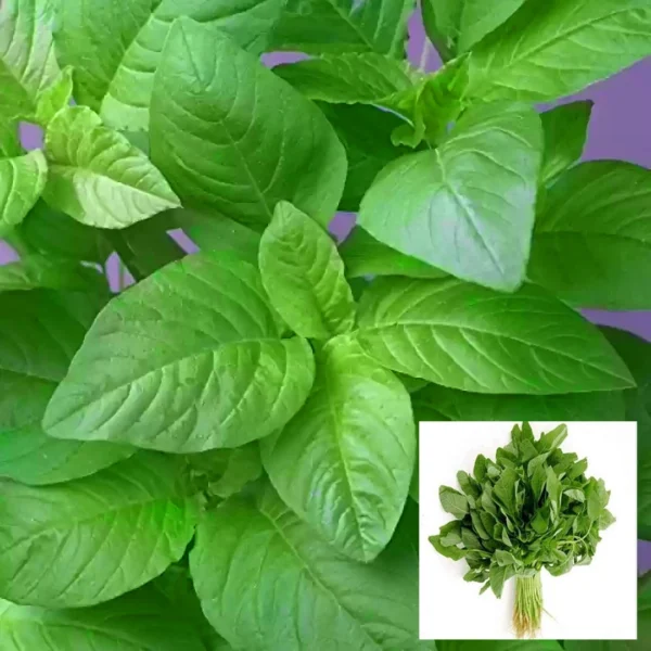 Green Amaranthus Spinach Cheera Seeds