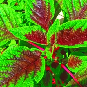 Amaranthus Peacock MayilPeeli Cheera