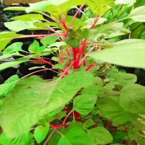 Pinkey Amaranthus Spinach Seeds