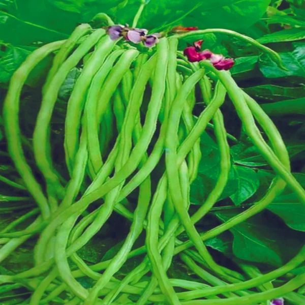 Cowpea Green Seeds