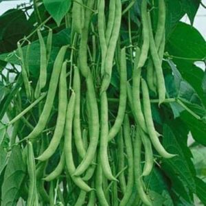 Climbing Pole Beans