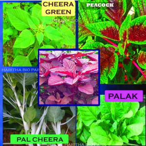 Amaranthus Spinach Combo PACK