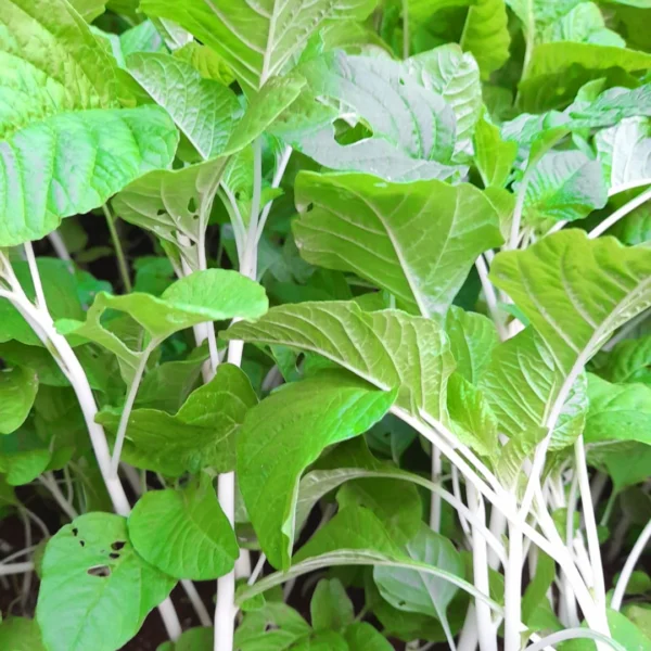 Amaranthus Milky Seeds | Pal Cheera