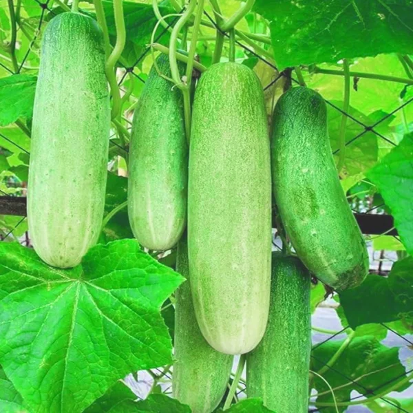 Salad Cucumber Green Seeds