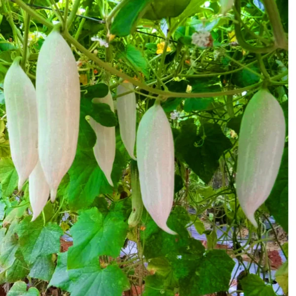 Snake Gourd White Short Seeds