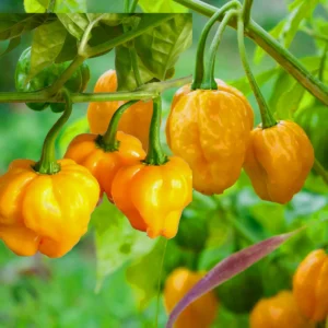 Yellow Habanero Chili Seeds