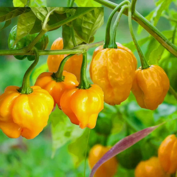 Yellow Habanero Chili Seeds