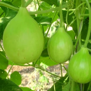 bottle gourd seeds