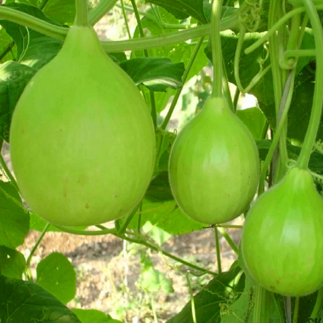 bottle gourd seeds