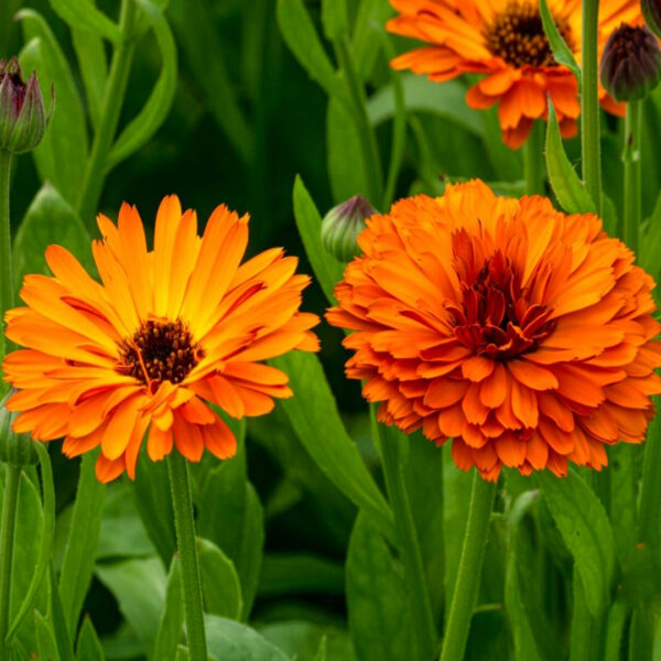 Calendula Mixed flower Seeds