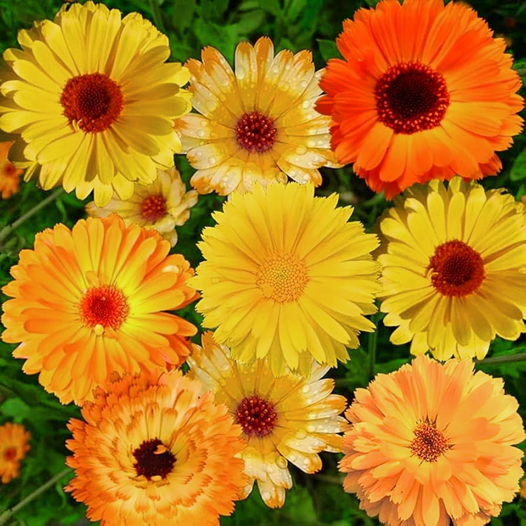 Calendula Mixed flower Seeds