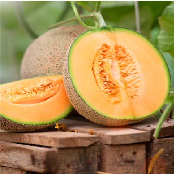 Musk Melon