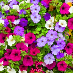 Petunia Mixed Seeds