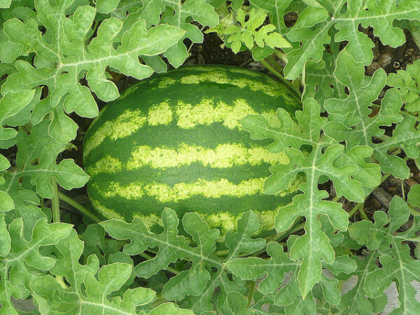 water melon seeds